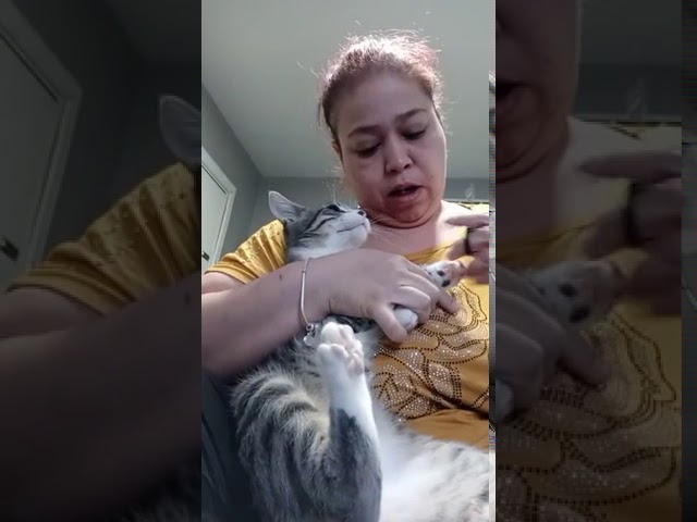 Cat Hisses At Woman While She Cuts Their Nails – 1167633