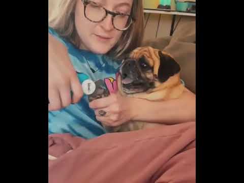 Pug screams when they trim its nails